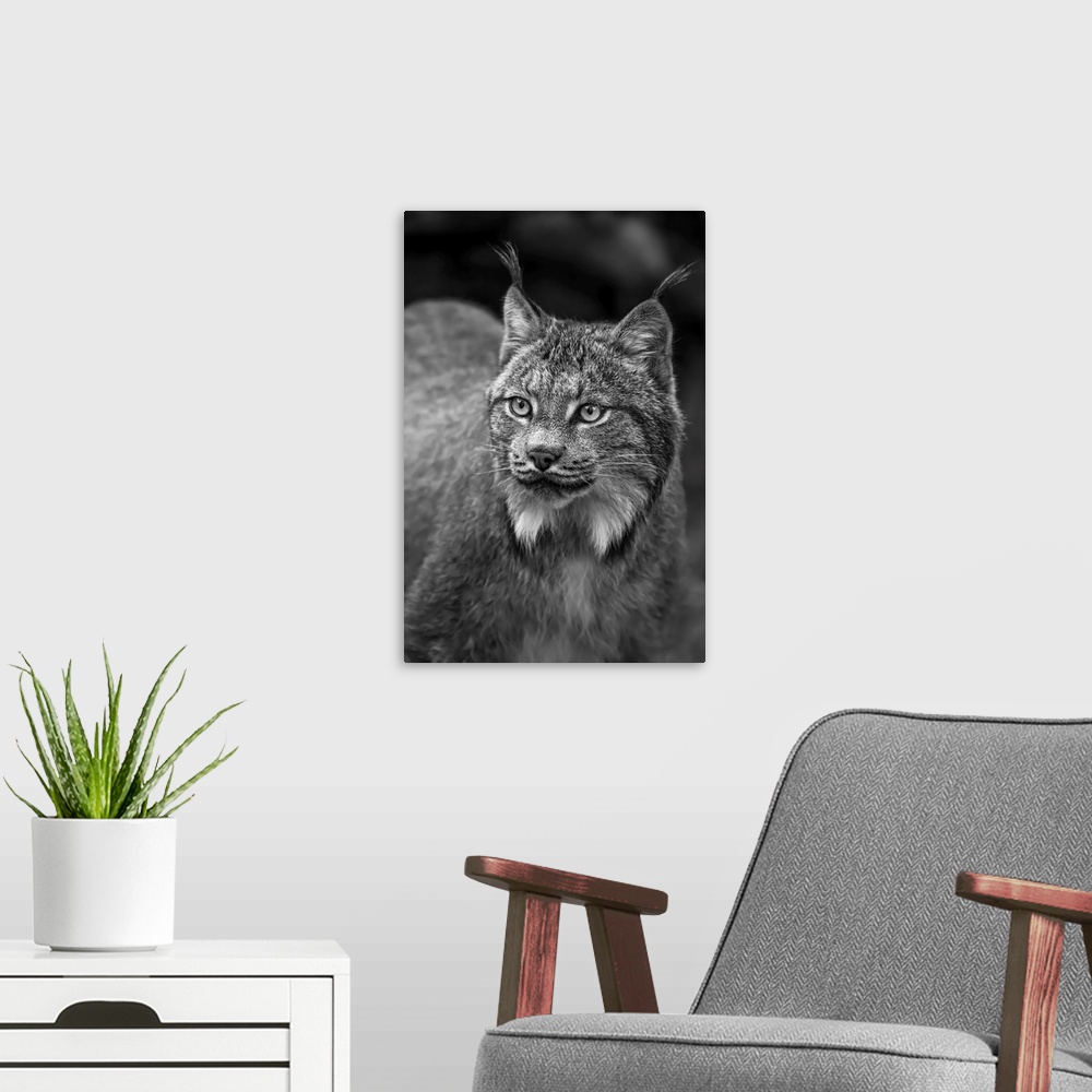 A modern room featuring Lynx (lynx canadensis), Chilkat river, Haines, Alaska, united states of America.