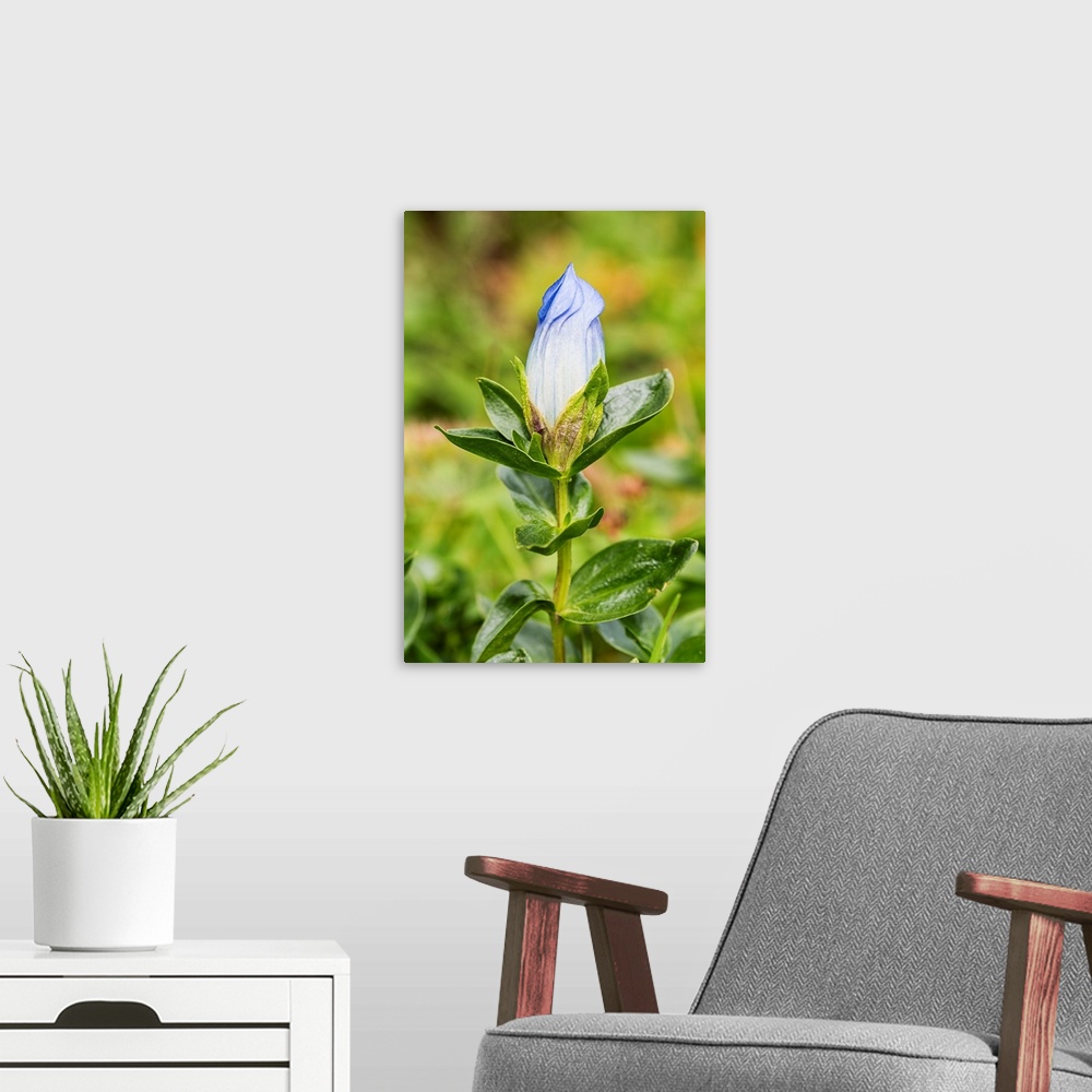 A modern room featuring Macro of Broadpetal Gentian (Gentiana platypetala) at Crow Pass in Chugach National Forest in Ala...