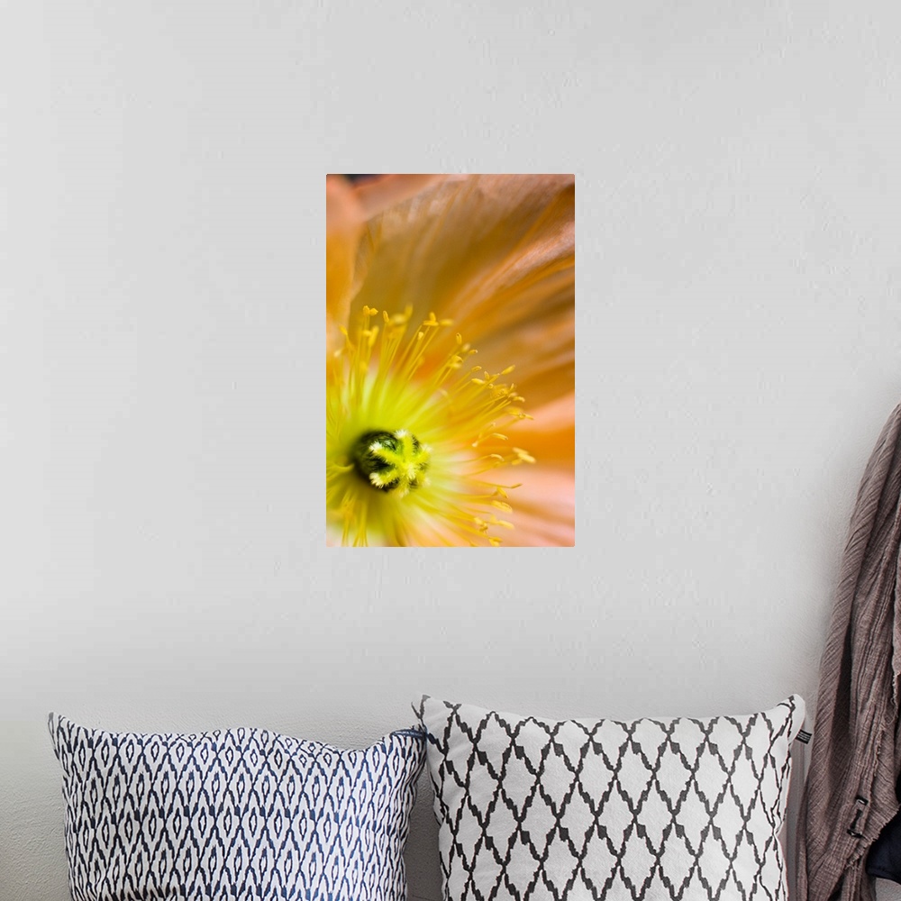 A bohemian room featuring Close-up of an orange colored Icelandic poppy grown in Anchorage, Alaska.