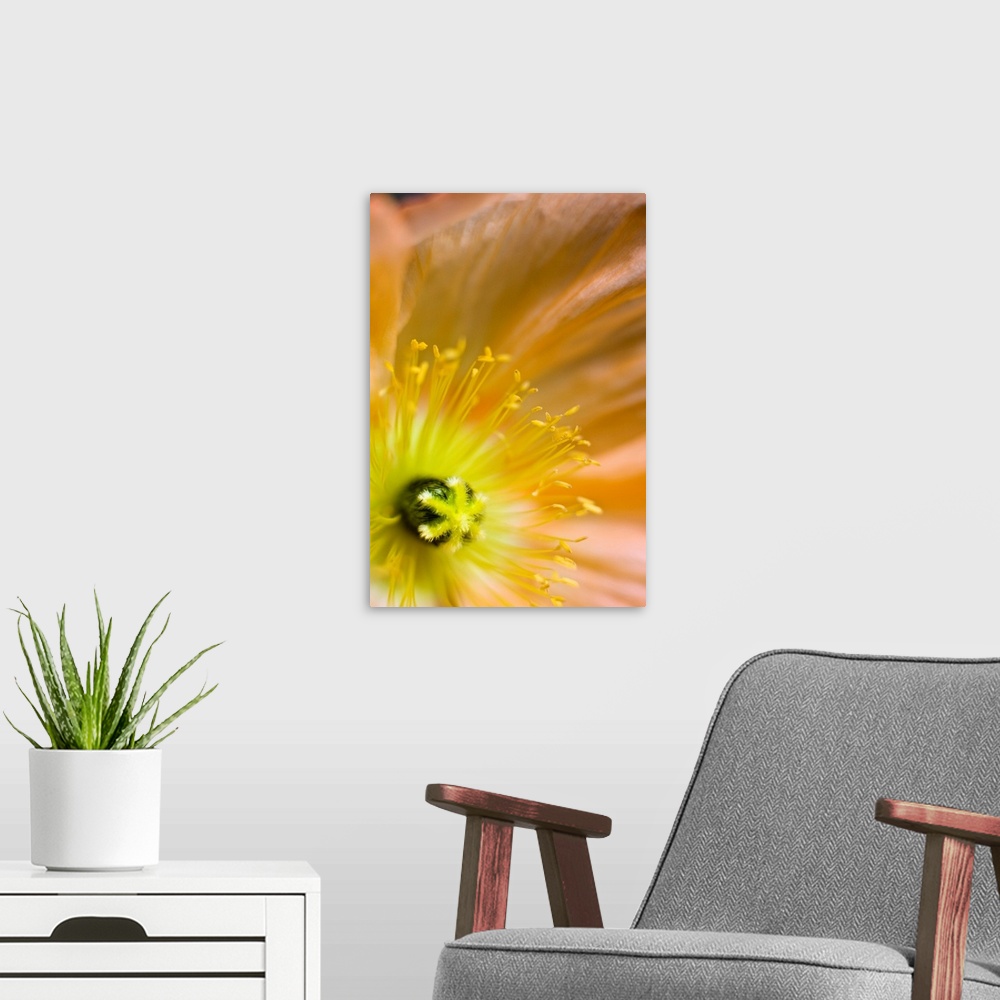 A modern room featuring Close-up of an orange colored Icelandic poppy grown in Anchorage, Alaska.