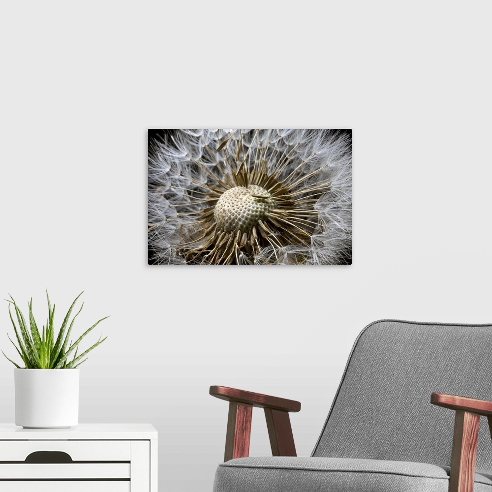 A modern room featuring Picture taken very closely of a dandelion whose florets on the top are mostly gone.