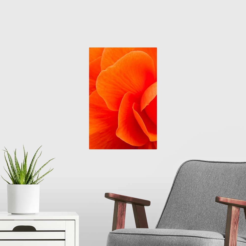 A modern room featuring Extreme nature close up of floral petals.