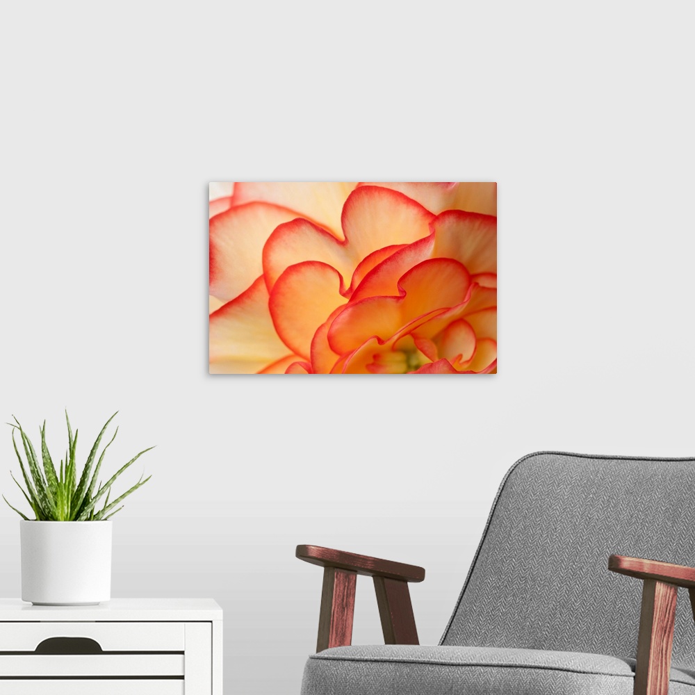 A modern room featuring This close up of a flower blossom unfurling in this oversized wall art for the home or office.