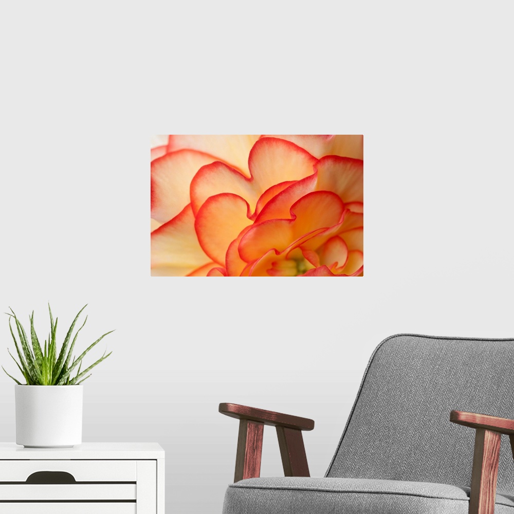 A modern room featuring This close up of a flower blossom unfurling in this oversized wall art for the home or office.