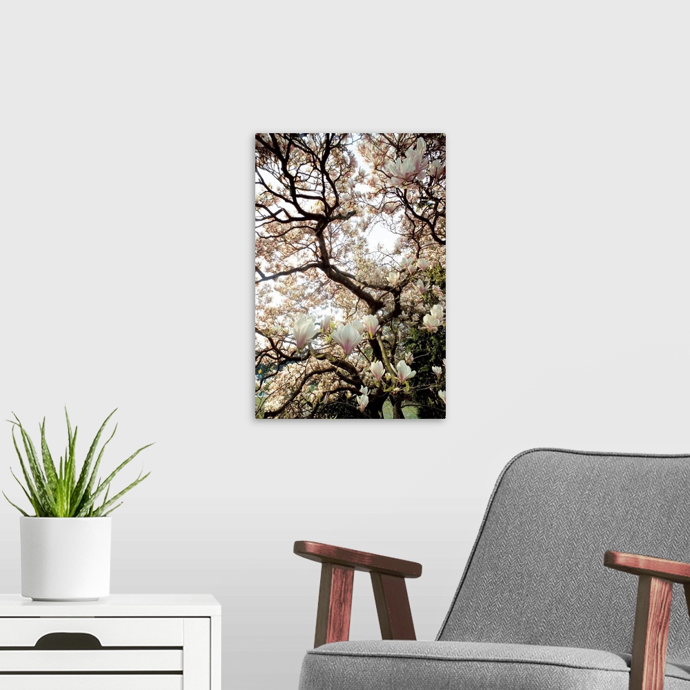 A modern room featuring Magnolia Blossoms