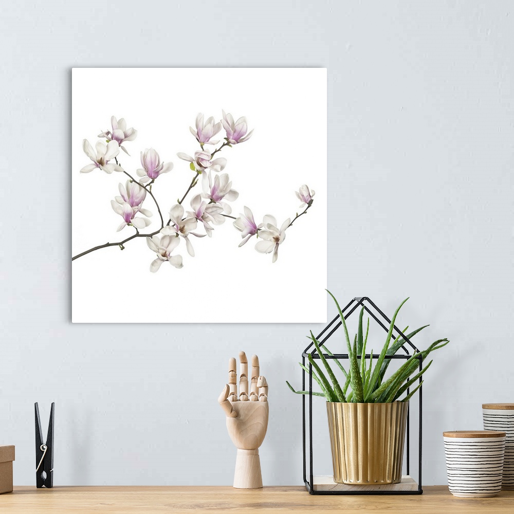 A bohemian room featuring Magnolia flowers on a white background.