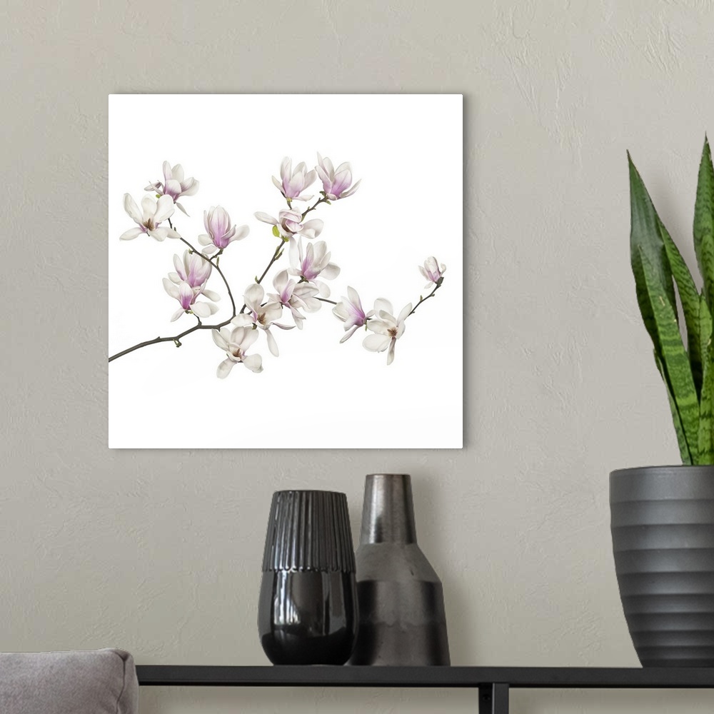 A modern room featuring Magnolia flowers on a white background.