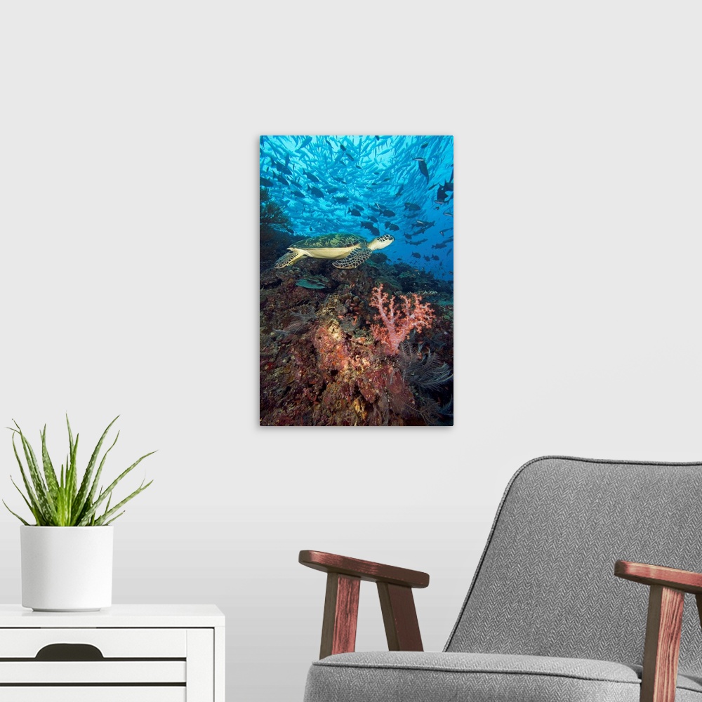 A modern room featuring Malaysia, Sipidan, Green Sea Turtle On Reef With Soft Coral And Schooling Fish