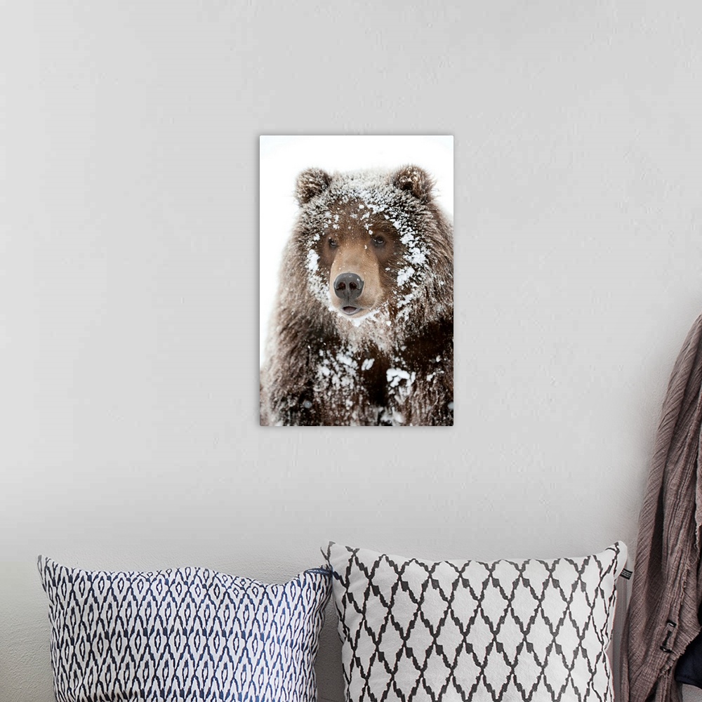 A bohemian room featuring Photograph of a large brown bear with his face framed by snow clinging to his shaggy fur. Perfect...