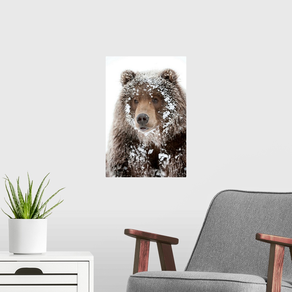 A modern room featuring Photograph of a large brown bear with his face framed by snow clinging to his shaggy fur. Perfect...