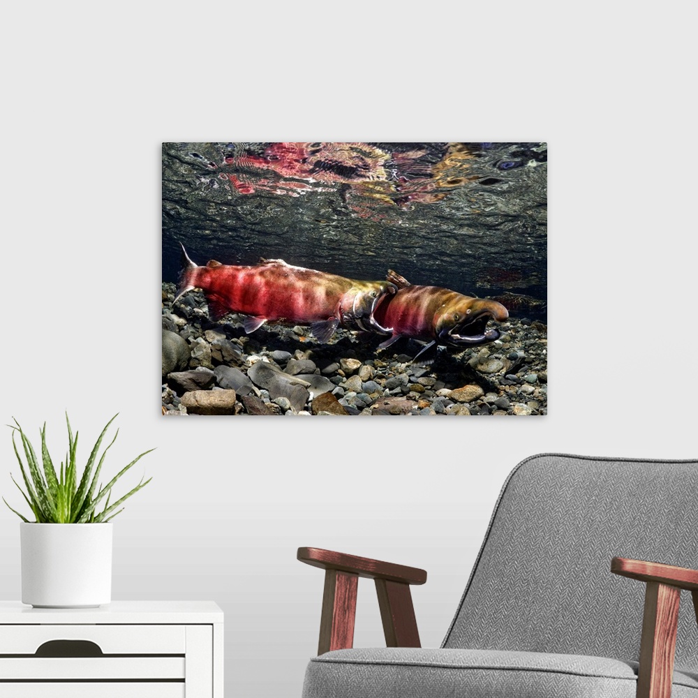 A modern room featuring Male coho aggressively compete for females in Power Creek, Copper River Delta near Cordova and Pr...