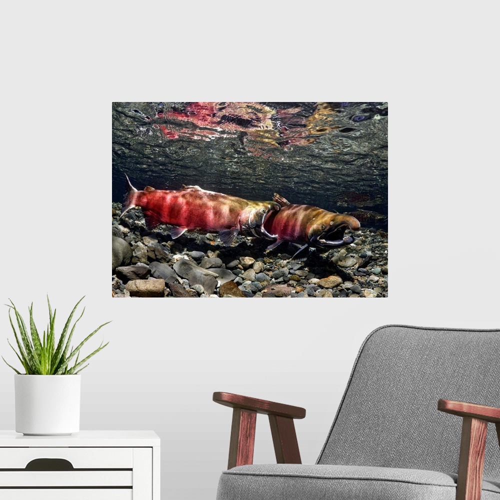 A modern room featuring Male coho aggressively compete for females in Power Creek, Copper River Delta near Cordova and Pr...