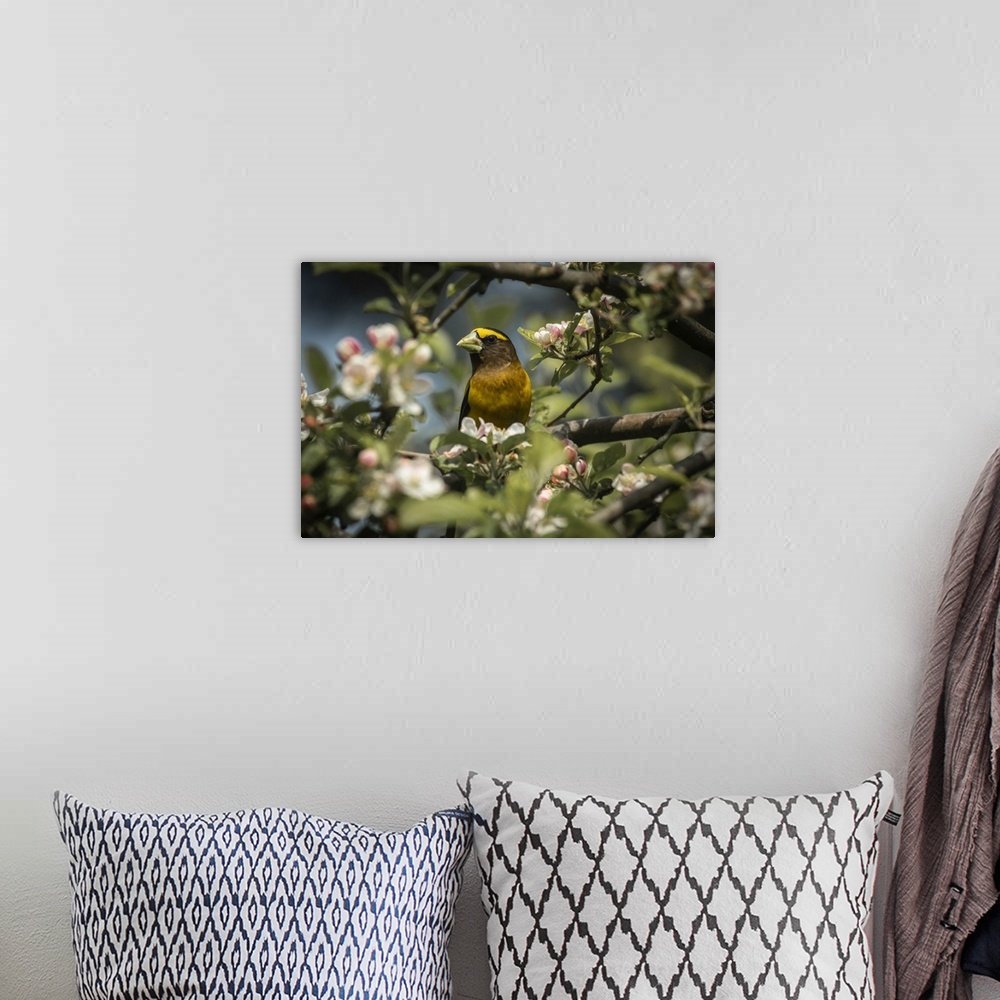 A bohemian room featuring Male Evening Grosbeak (Hesperiphona vespertina) perched among apple blossoms; Olympia, Washington...