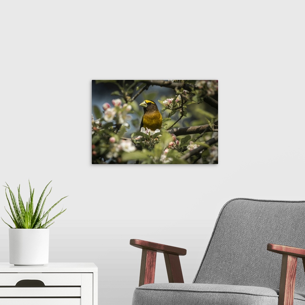 A modern room featuring Male Evening Grosbeak (Hesperiphona vespertina) perched among apple blossoms; Olympia, Washington...