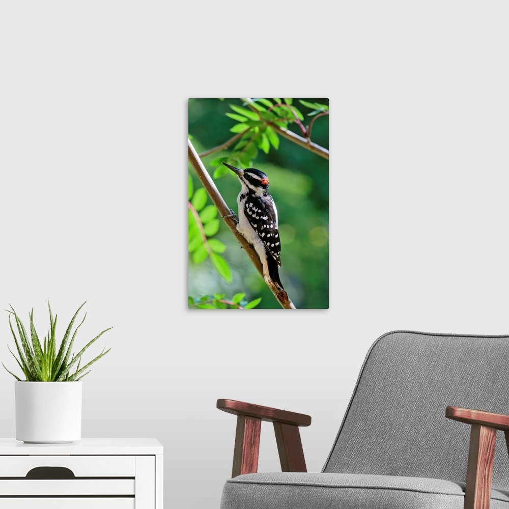 A modern room featuring Male Hairy Woodpecker Perched On Mountain Ash Tree, Fairbanks, Alaska