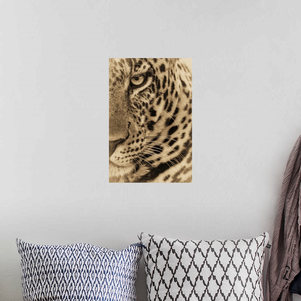A bohemian room featuring A male leopard (Panthera pardus) stares at the camera. It has a brown, spotted coat, whiskers and...