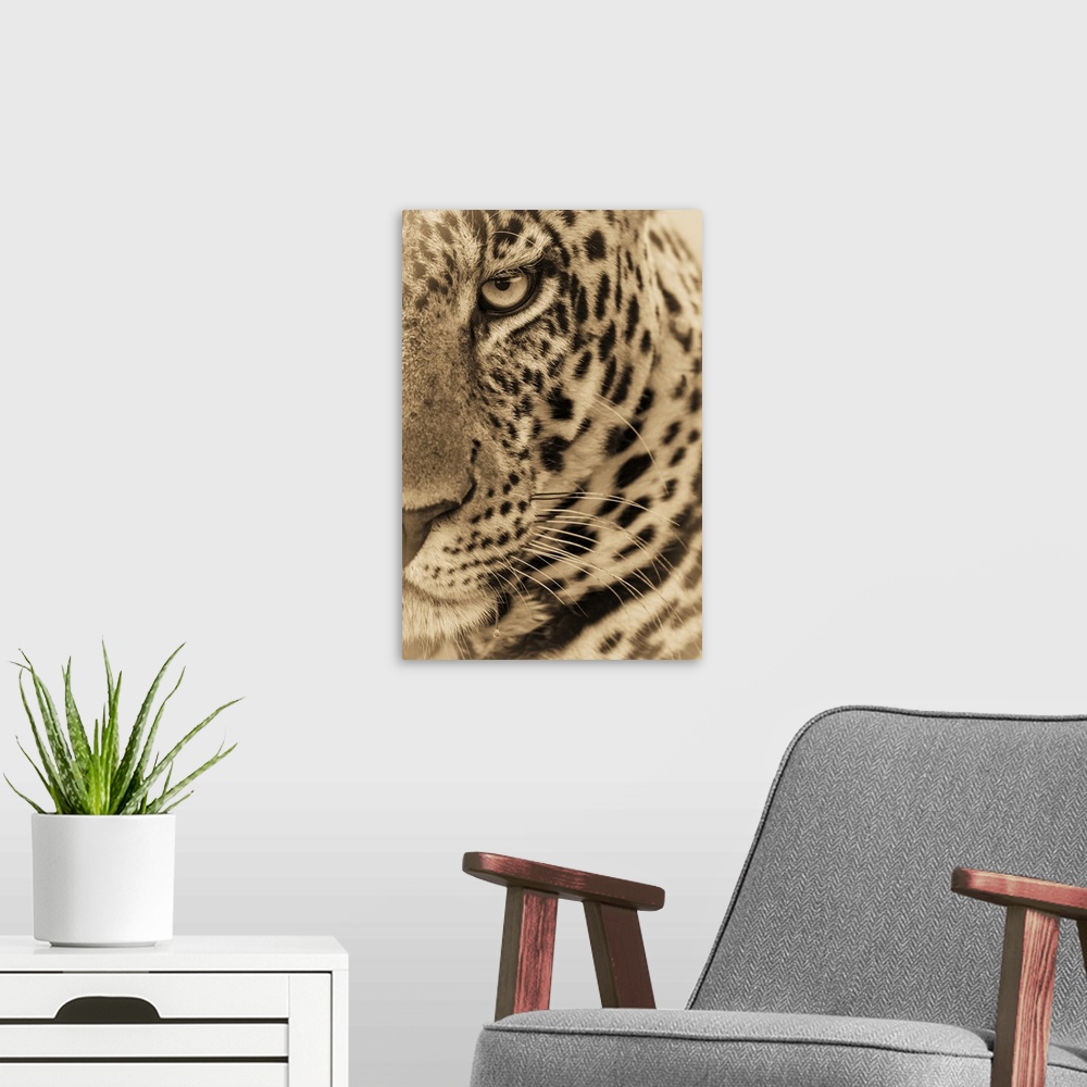 A modern room featuring A male leopard (Panthera pardus) stares at the camera. It has a brown, spotted coat, whiskers and...