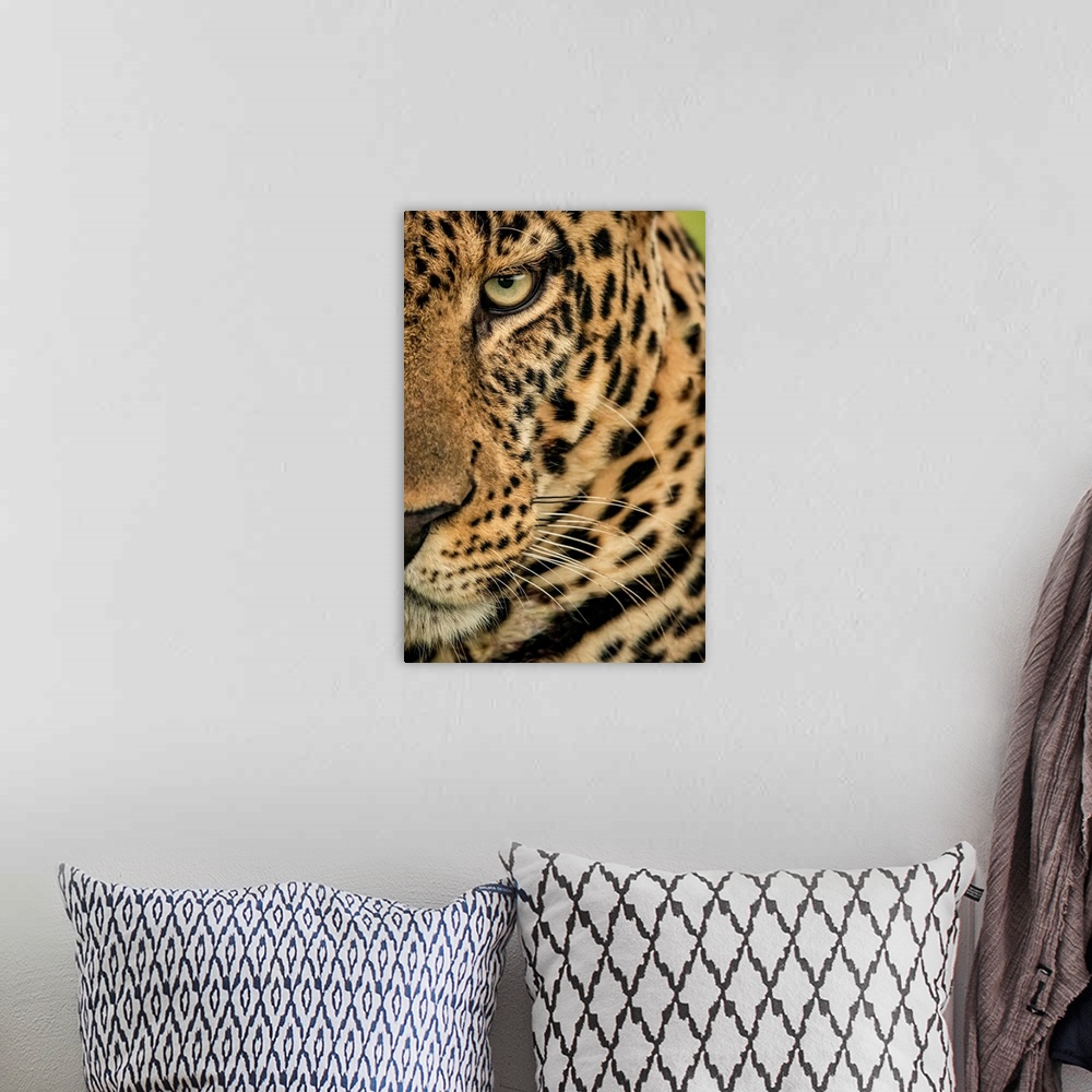 A bohemian room featuring Extreme close-up of a male leopard (panthera pardus) staring at the camera. It has a brown, spott...