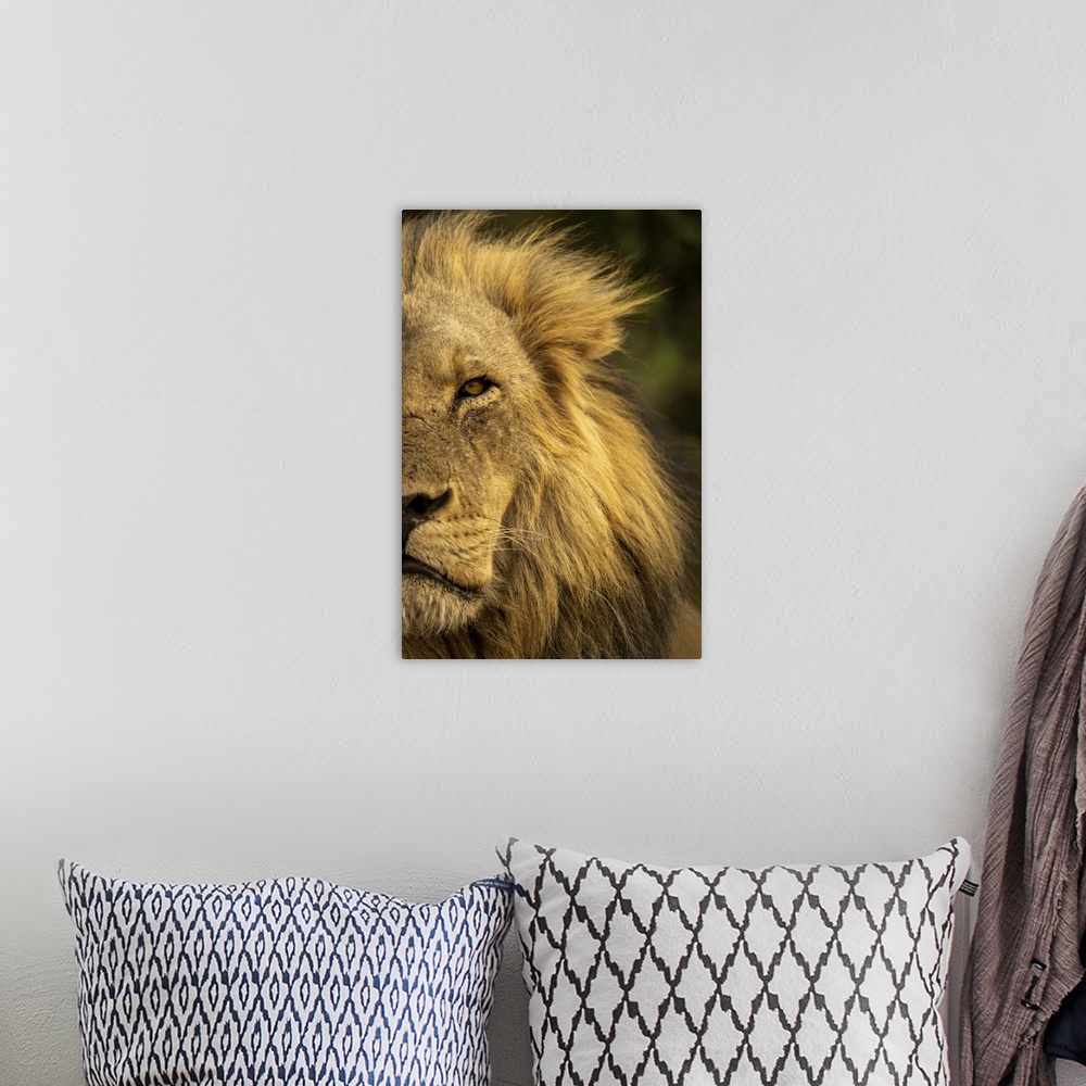 A bohemian room featuring Close-up detail of half a male lion face and head, (Panthera leo) portrait, in Chobe National Par...