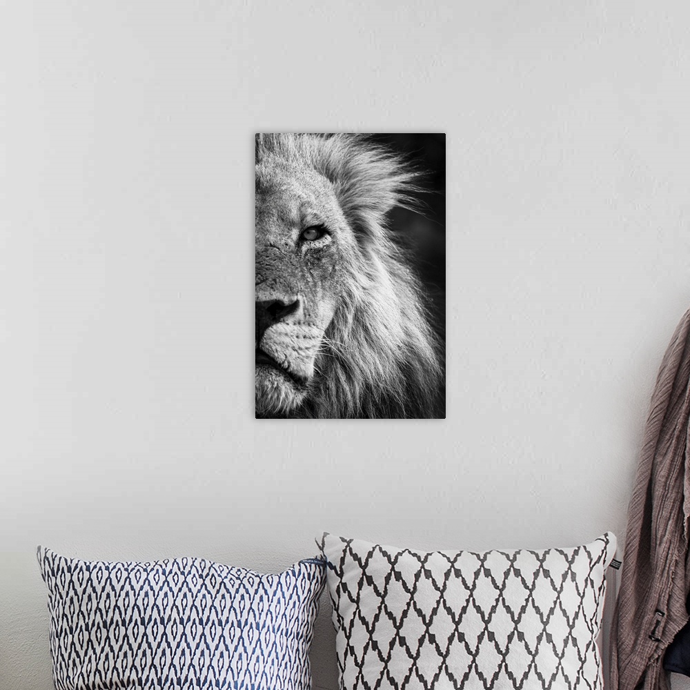 A bohemian room featuring Mono, close-up detail of half of a male lion face and head, (Panthera leo) portrait, in Chobe Nat...