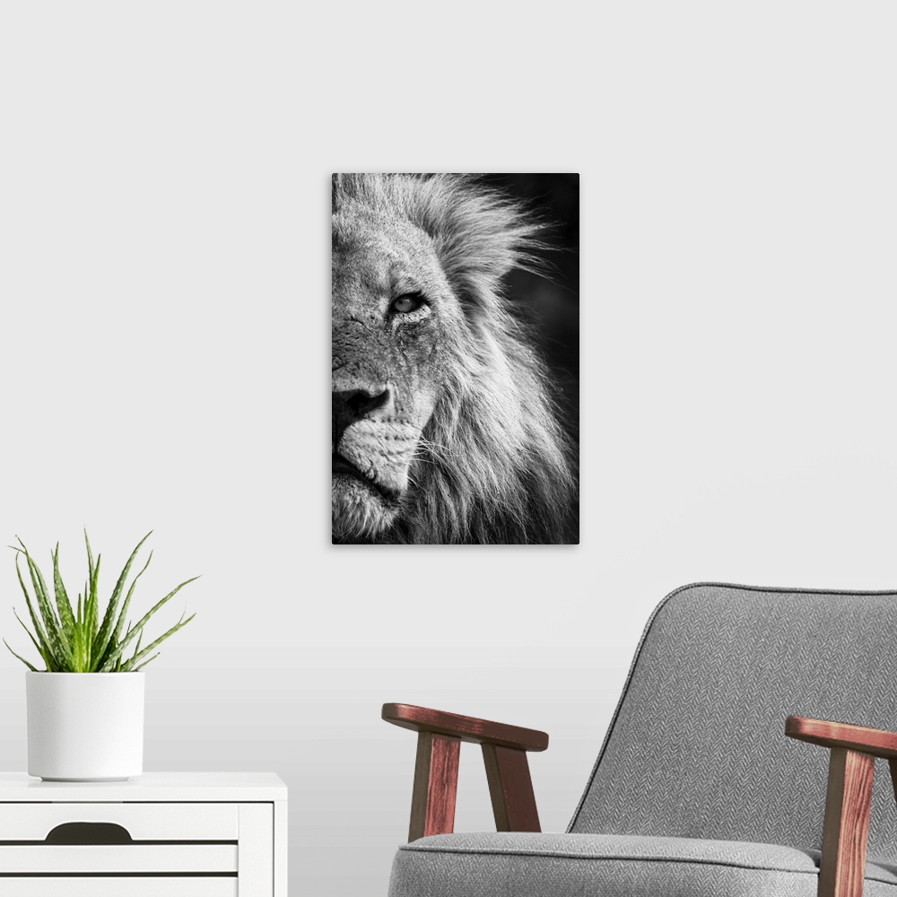 A modern room featuring Mono, close-up detail of half of a male lion face and head, (Panthera leo) portrait, in Chobe Nat...