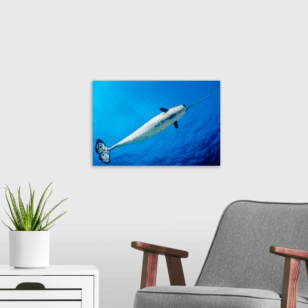 A modern room featuring Male Narwhal (Monodon Monoceros) In Clear Blue Ocean Water Near Surface