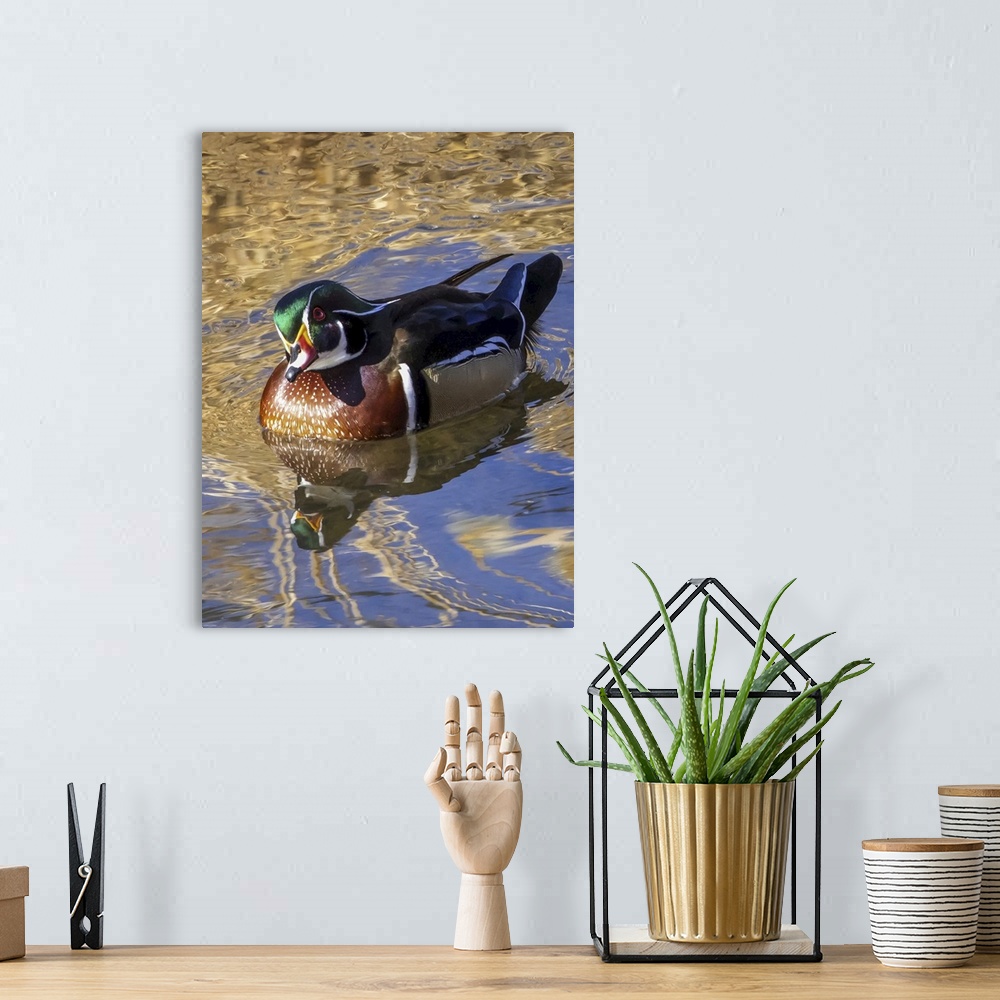 A bohemian room featuring Male wood duck (aix sponsa) in water. Colorado, united states of America.