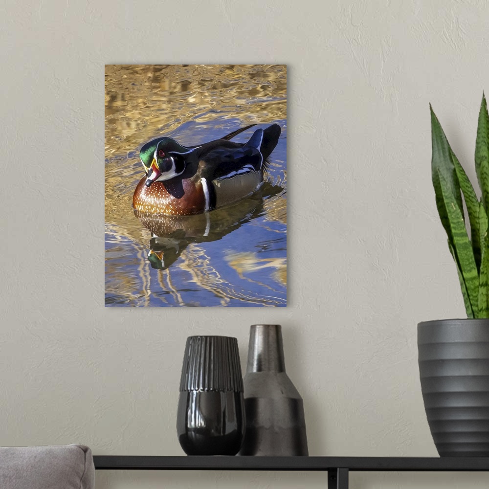 A modern room featuring Male wood duck (aix sponsa) in water. Colorado, united states of America.