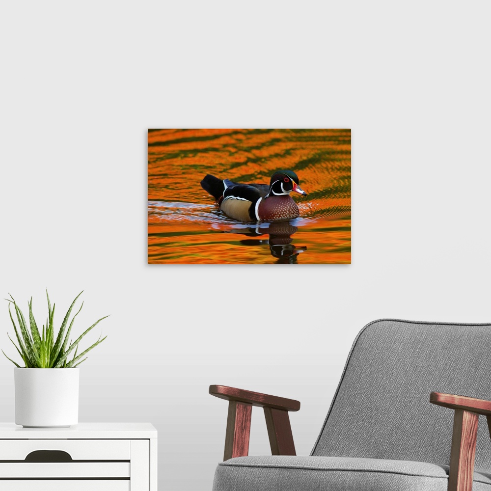 A modern room featuring Male wood duck, Aix sponsa, swimming. The water reflects fall foliage. Cambridge, Massachusetts.