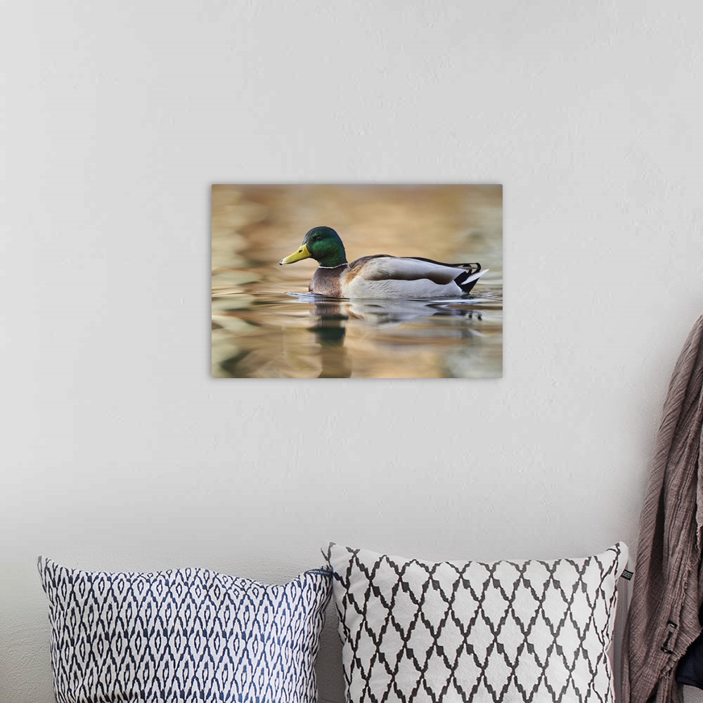 A bohemian room featuring Mallard (Anas platyrhynchos) swimming in a lake, Bavaria, Germany