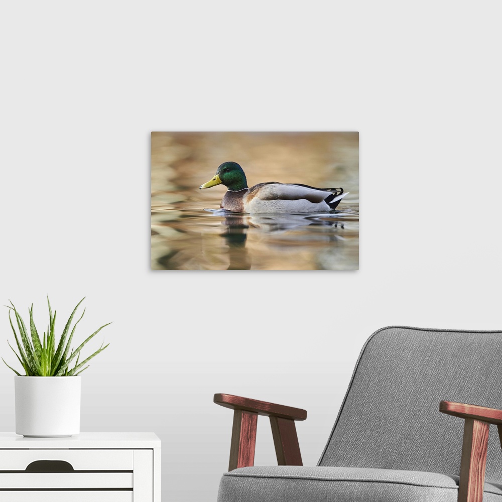 A modern room featuring Mallard (Anas platyrhynchos) swimming in a lake, Bavaria, Germany