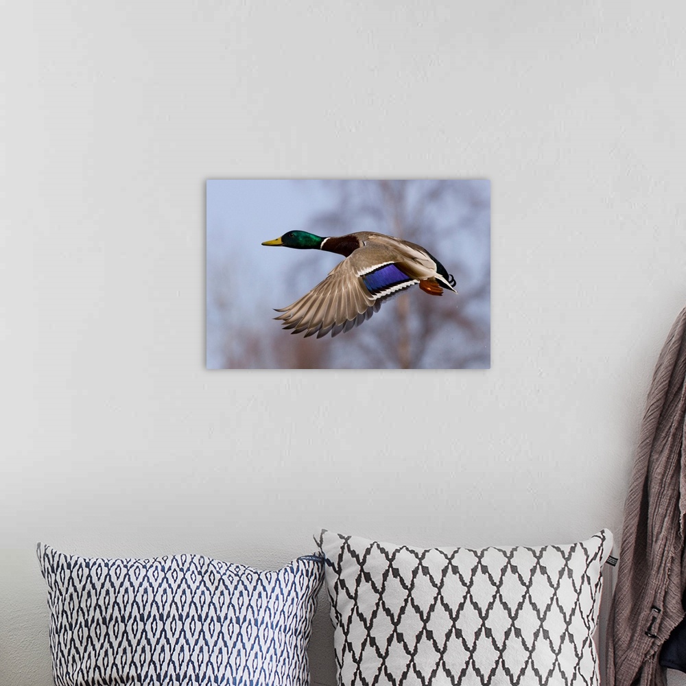 A bohemian room featuring A male wild duck mid-flight in front of a blurred background of trees.