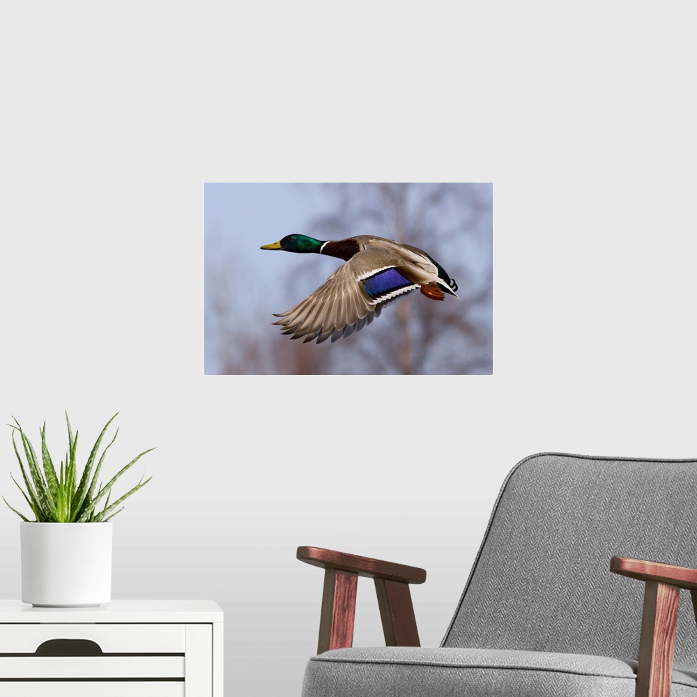 A modern room featuring A male wild duck mid-flight in front of a blurred background of trees.