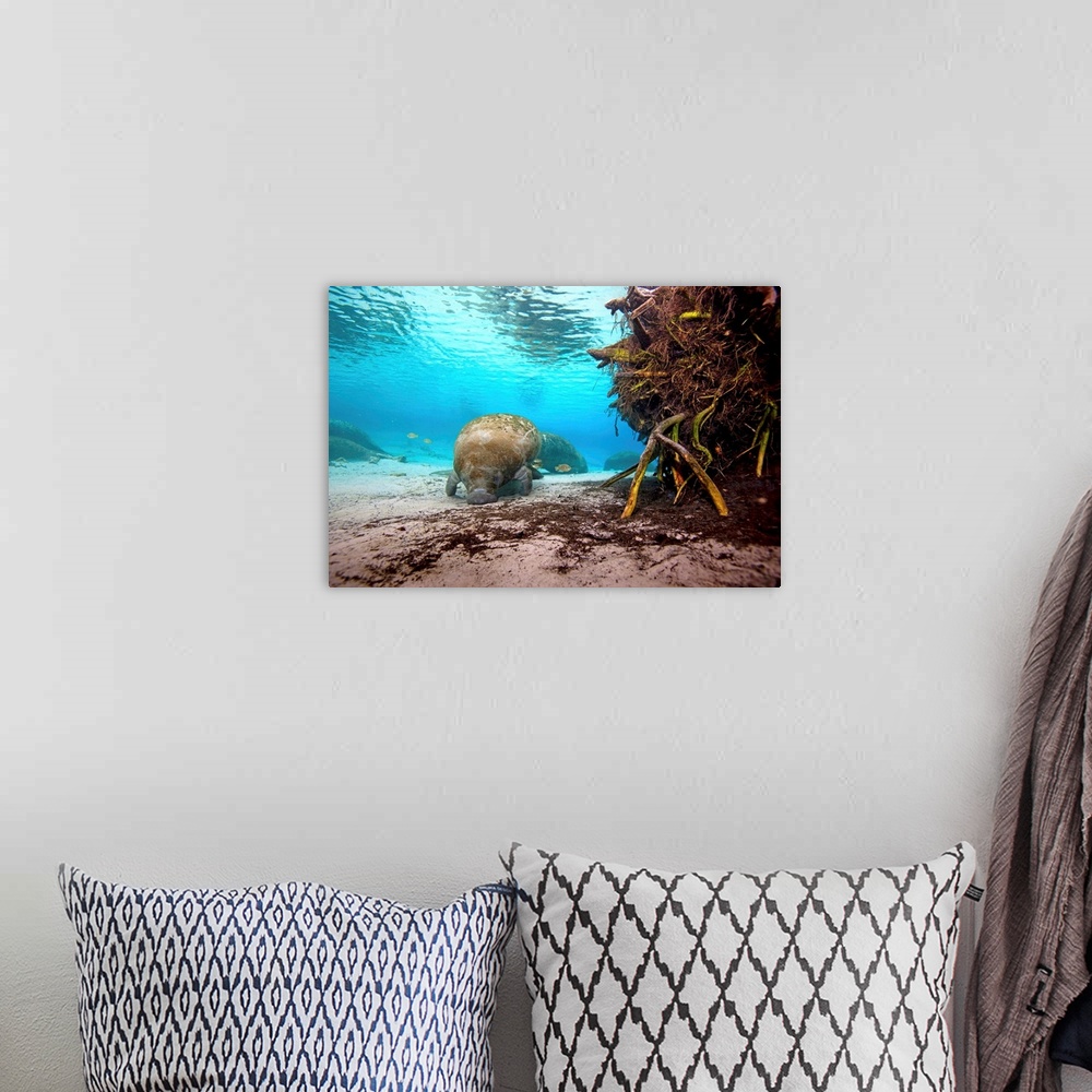 A bohemian room featuring Manatees swim along the sandy floor of Crystal River.