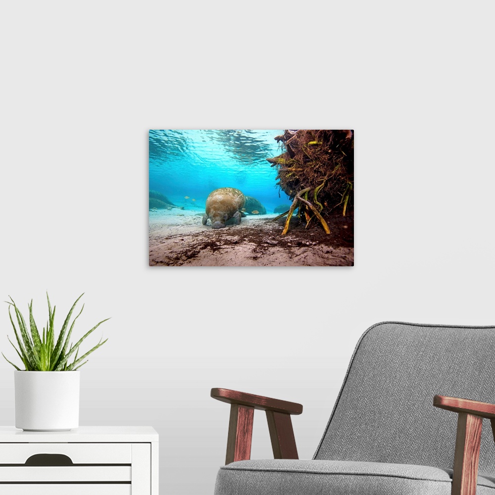 A modern room featuring Manatees swim along the sandy floor of Crystal River.