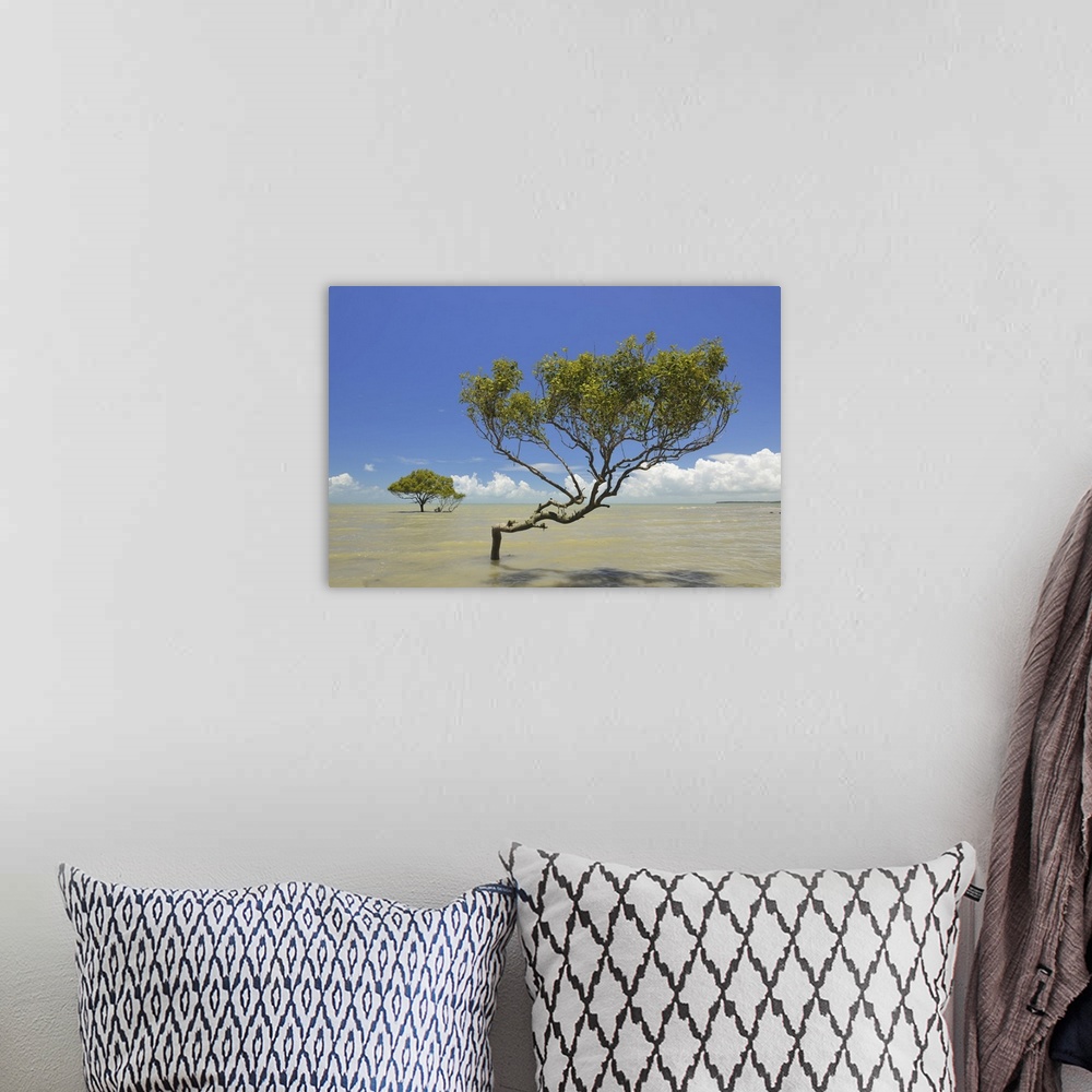 A bohemian room featuring Mangrove Tree in Sea, Clairview, Isaac Region, Queensland, Australia