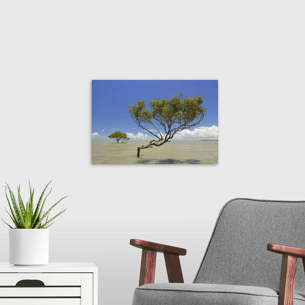 A modern room featuring Mangrove Tree in Sea, Clairview, Isaac Region, Queensland, Australia