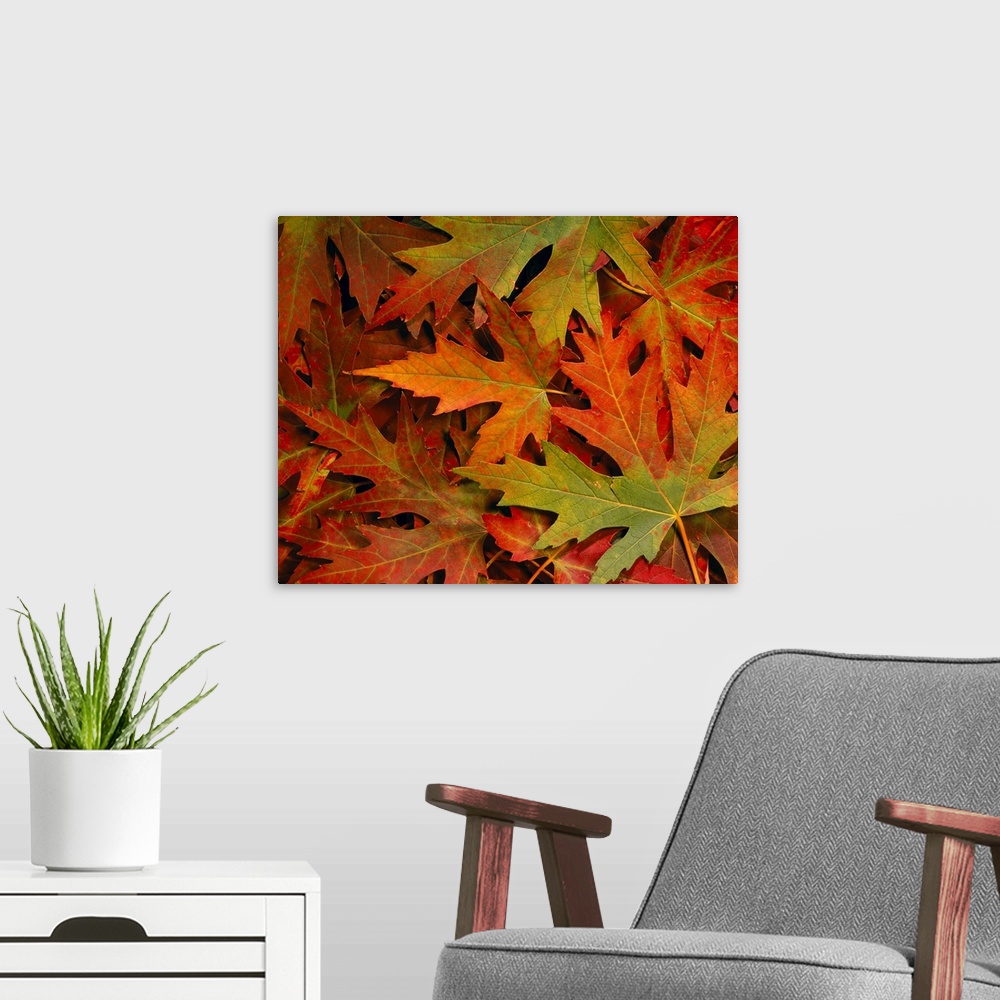 A modern room featuring Maple Leaves In Autumn Colors