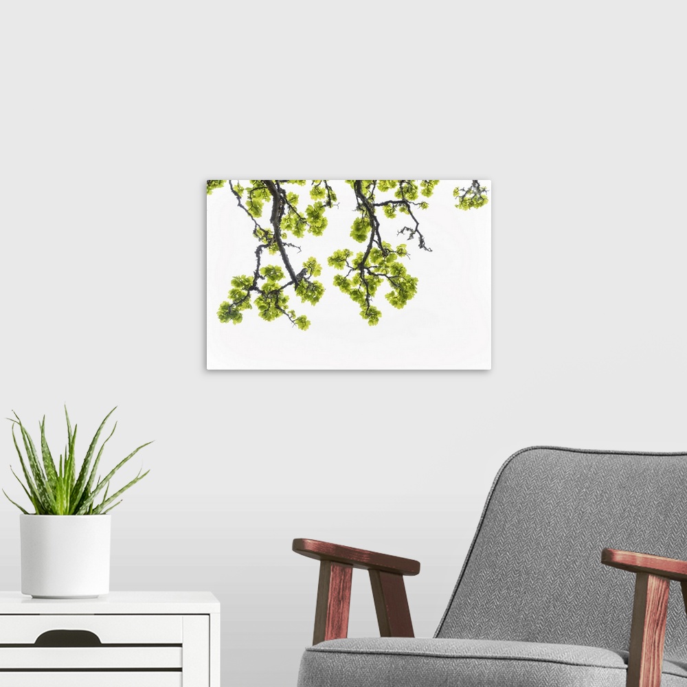 A modern room featuring Close-up of maple tree branch with fresh leaves in springtime on the Isle of Skye, Scotland, Unit...