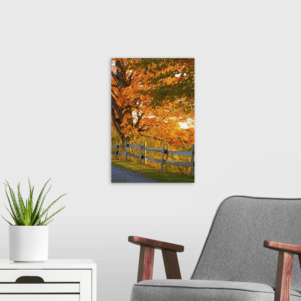 A modern room featuring Maple Trees And A Rail Fence In Autumn; Lawrenceville, Quebec, Canada