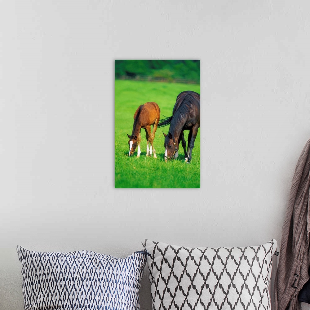 A bohemian room featuring Mare And Foal Thoroughbred Horses