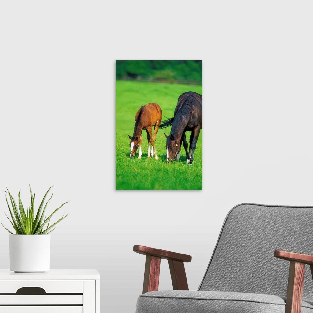 A modern room featuring Mare And Foal Thoroughbred Horses