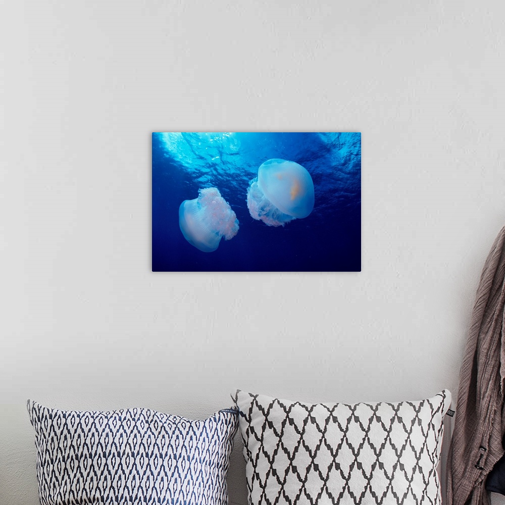 A bohemian room featuring Marshall Islands, Kwajalein Atoll, Pair Of Jellyfish