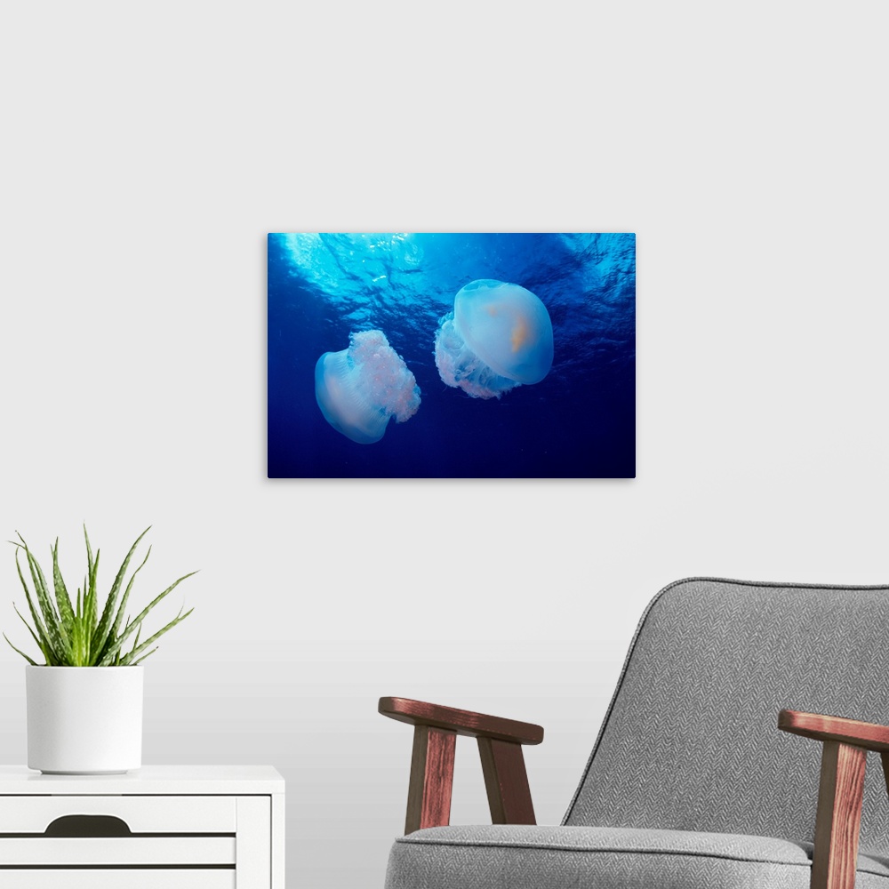 A modern room featuring Marshall Islands, Kwajalein Atoll, Pair Of Jellyfish