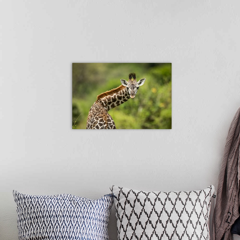 A bohemian room featuring Close-up of Masai giraffe calf (Giraffa camelopardalis tippelskirchii) twisting neck, Klein's Cam...