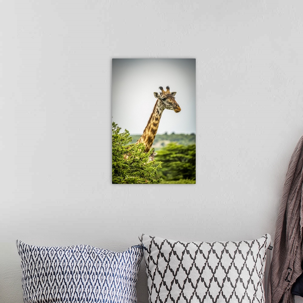 A bohemian room featuring Masai giraffe (Giraffa camelopardalis tippelskirchii) pokes head above leafy bush, Cottars 1920s ...