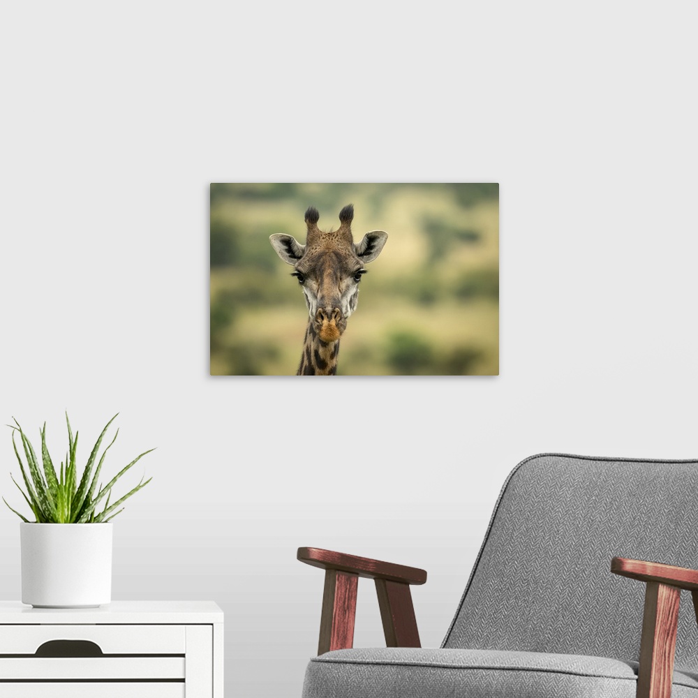 A modern room featuring Close-up of Masai giraffe (Giraffa camelopardalis tippelskirchii) head in savannah, Serengeti Nat...