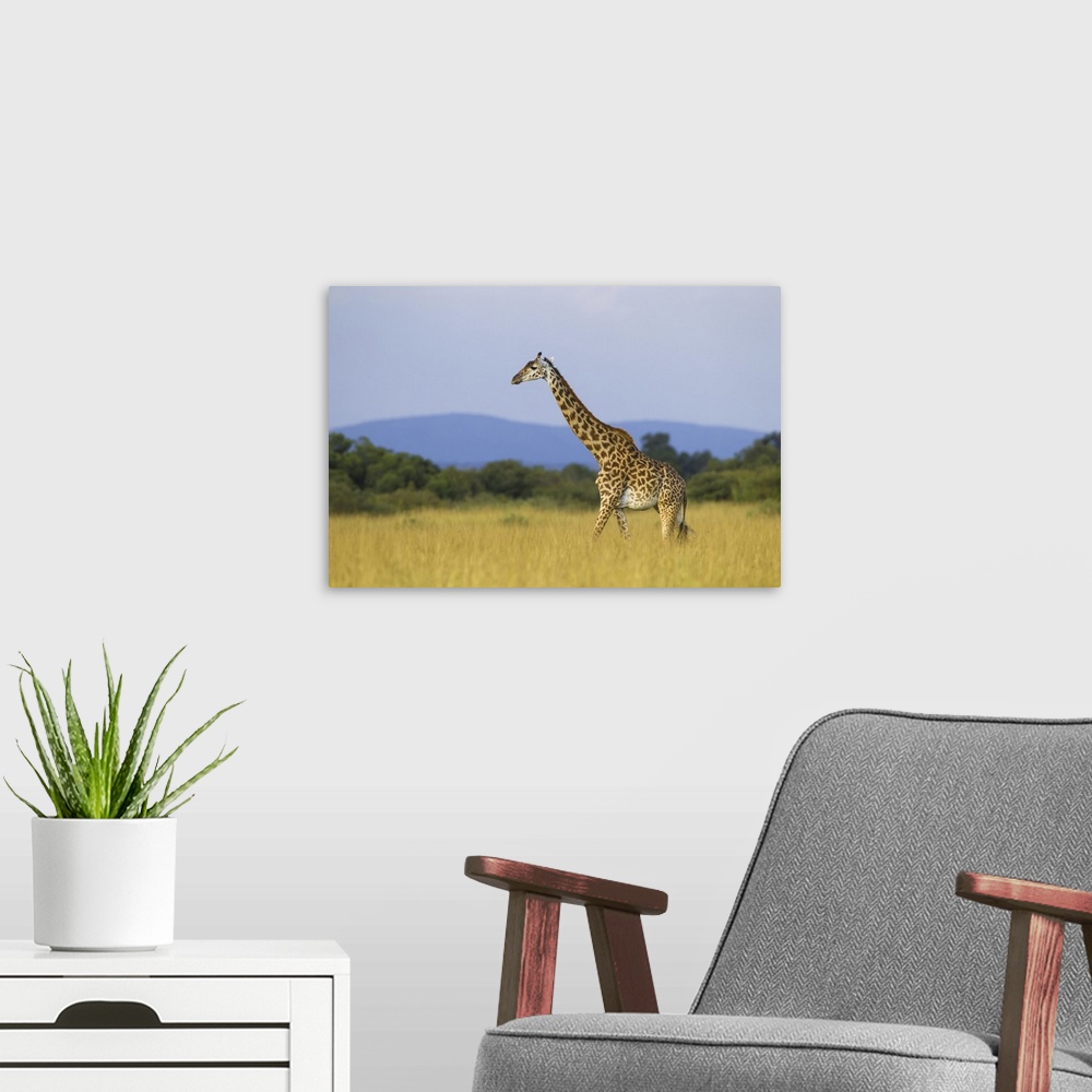 A modern room featuring Masai giraffe (Giraffa camelopardalis tippelskirchi), female adult walking in savanna, Maasai Mar...