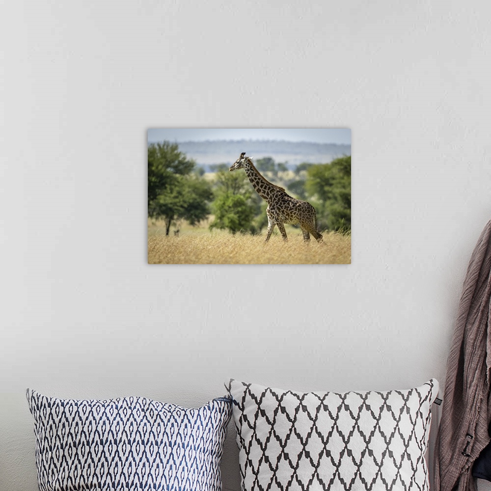 A bohemian room featuring Masai giraffe (giraffa camelopardalis tippelskirchii) walking through grass by trees, Serengeti n...