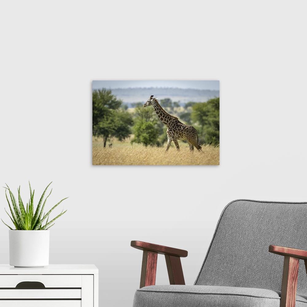 A modern room featuring Masai giraffe (giraffa camelopardalis tippelskirchii) walking through grass by trees, Serengeti n...